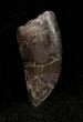 Serrated Allosaurus Tooth - Dana Quarry #1332-1